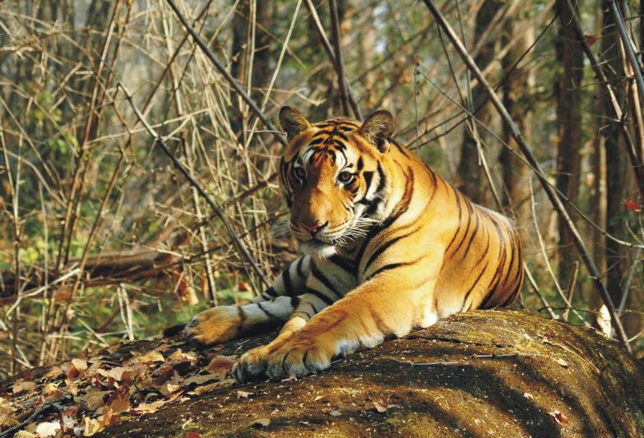 Satkosia Gorge Wildlife Sanctuary